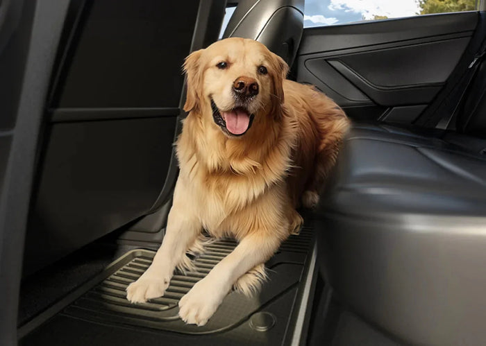 How to Get Dog Hair Out of Your Car: Simple Tips for Every Pet Owner