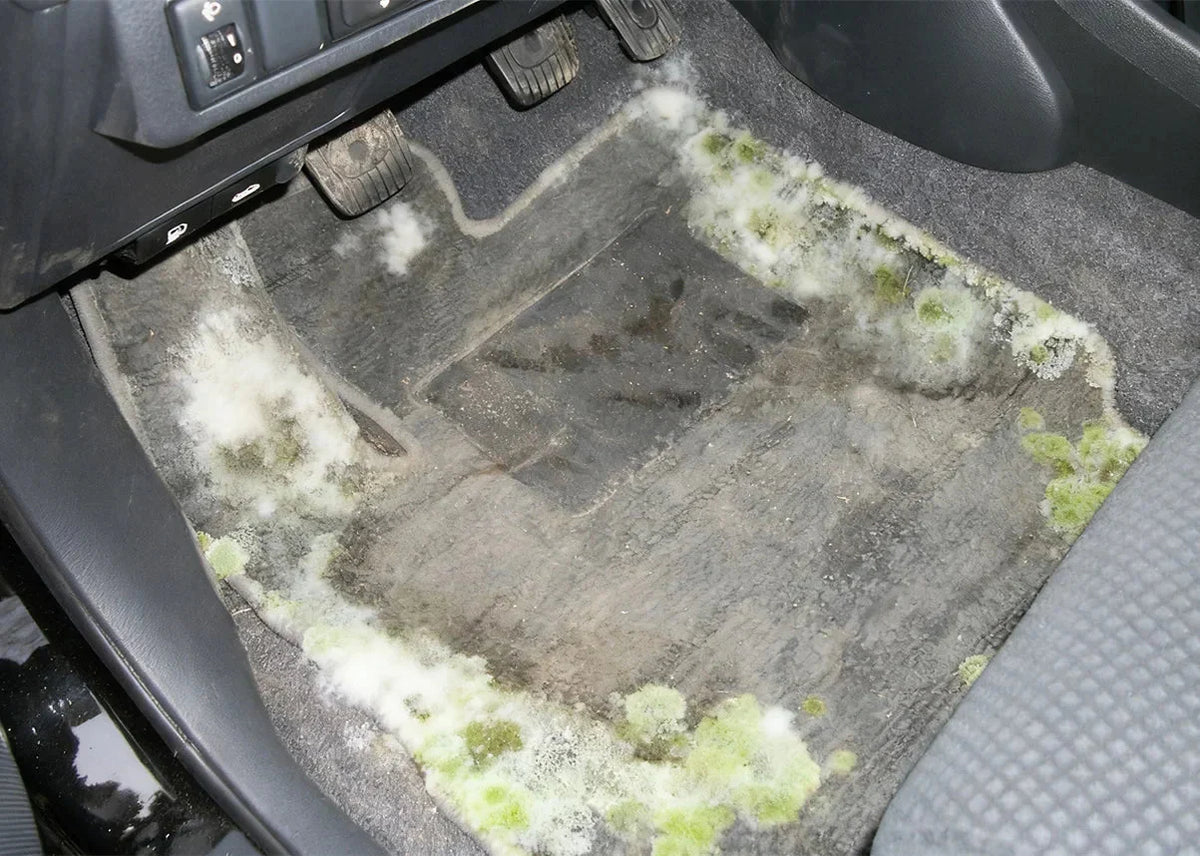 How to Get Mold Out of Your Car: Easy and Effective Solutions