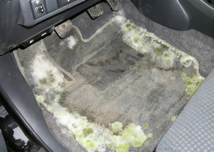 How to Get Mold Out of Your Car: Easy and Effective Solutions