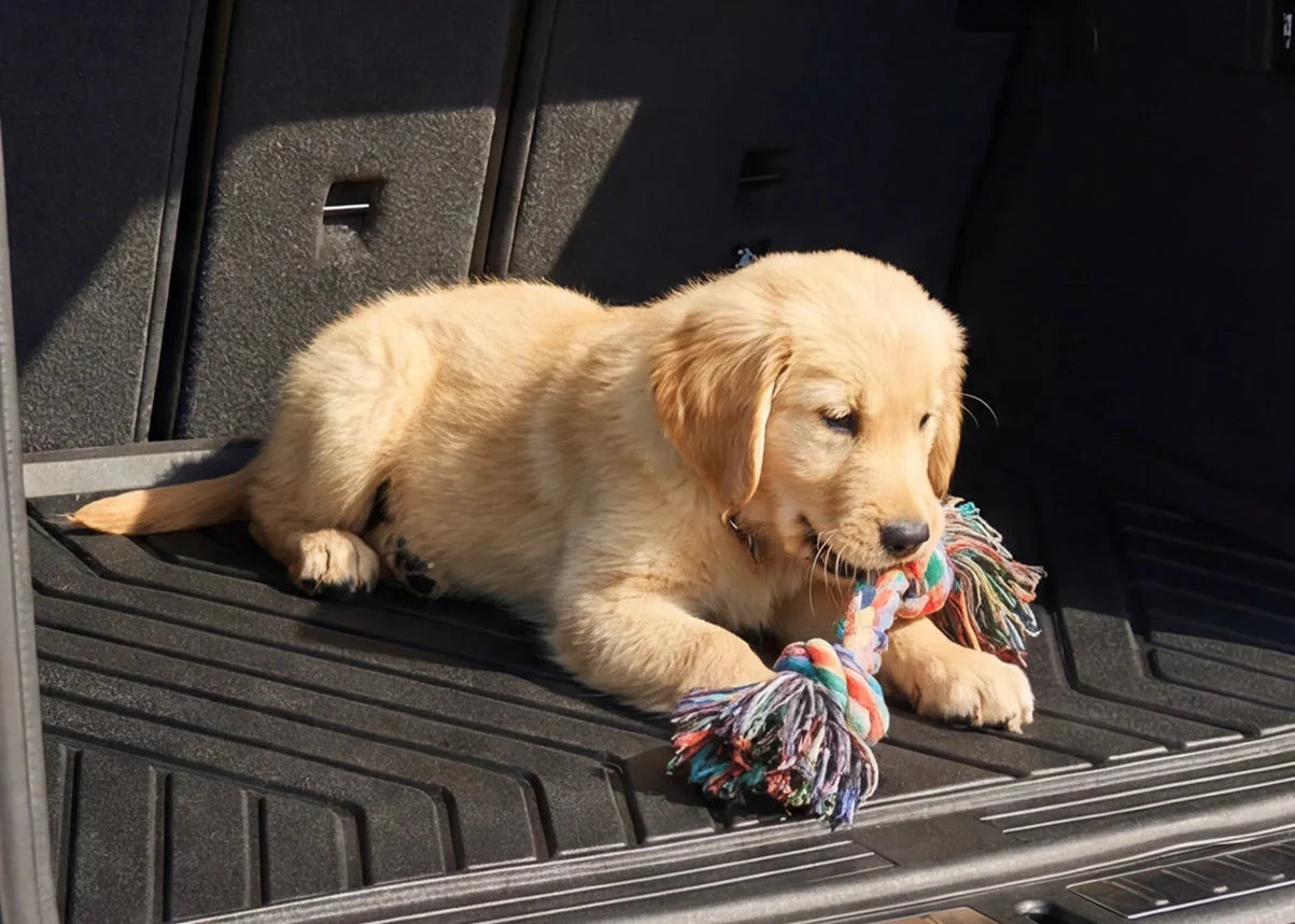 Cargo Liner for Pets: Protect Your SUV From Hair, Mud, and Scratches