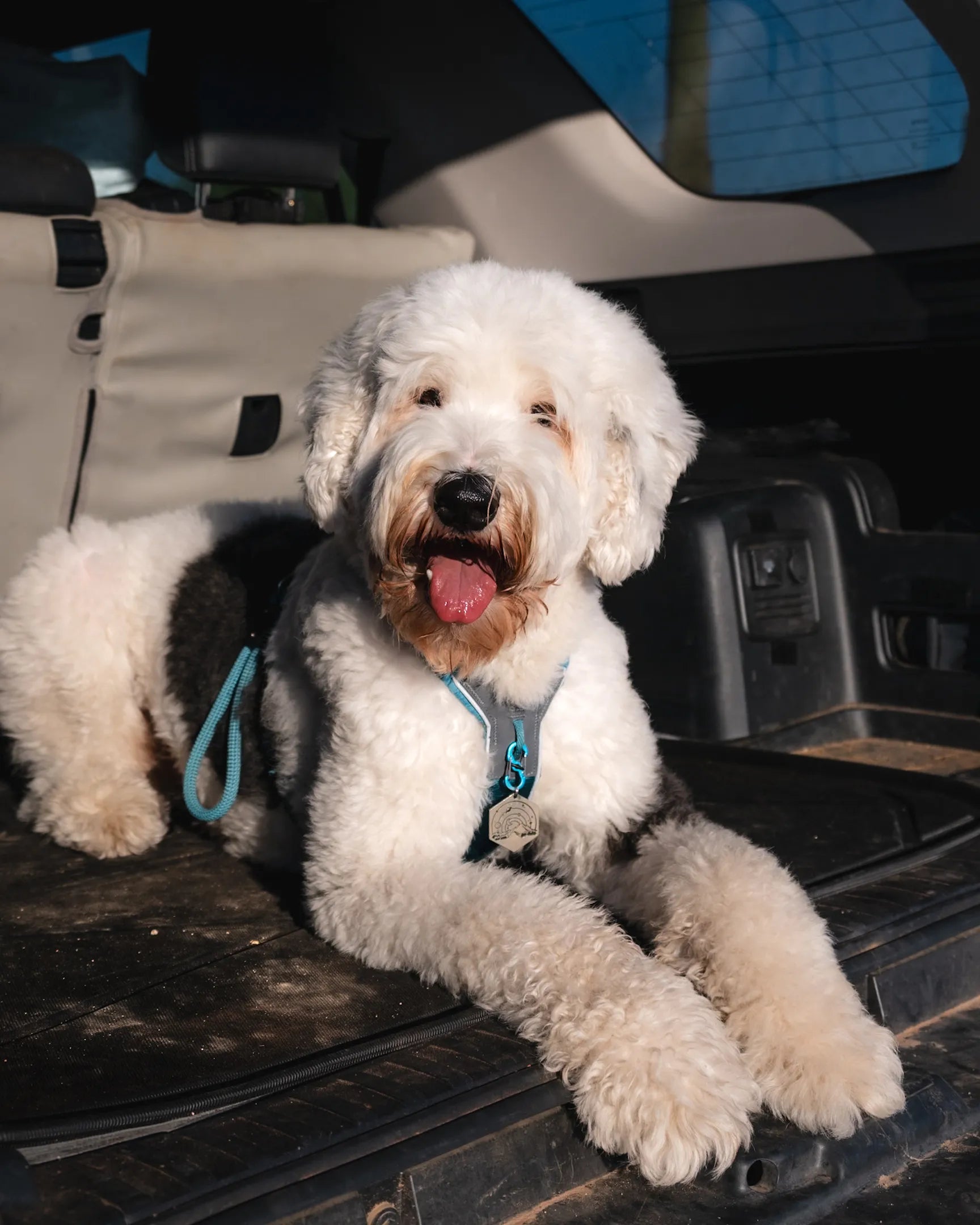 Dog sitting on 3wliners mat
